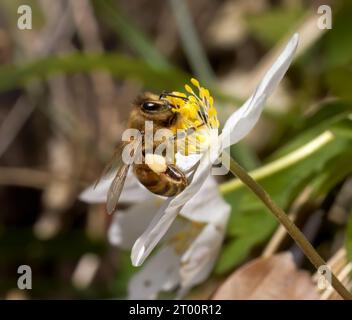 Biene (westliche Honigbiene - APIs mellifera) mit gefülltem Pollenkorb, der Pollen auf einer Holzanemone sammelt Stockfoto