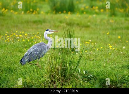 Graureiher (Ardea cinerea) auf einer grünen Wiese - Insel Usedom, Deutschland Stockfoto