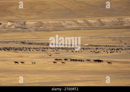 Pferde- und Schafherden in der kirgisischen Steppe Stockfoto