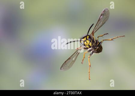 Deutsche Wespe, Wespe, Flug, Flugbild, fliegend, Vespula germanica, Vespa germanica, Paravespula germanica, Wespe, yellowjacket, Wespen, Gelbjacken, Stockfoto