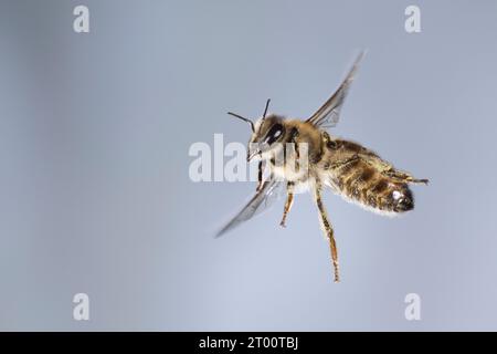 Honigbiene, Honig-Biene, Europäisches Honigbiene, Westliches Honigbiene, Flug, fliegend, Flugbild, Biene, Bienen, APIs mellifera, APIs mellifica, Honig Stockfoto