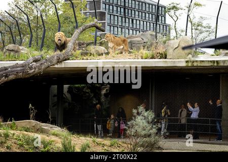 AMSTERDAM - Löwen im neuen Löwengehege im Artis Zoo. ANP SANDER KONING niederlande aus - belgien aus Stockfoto