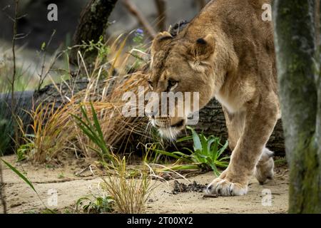 AMSTERDAM - Löwen im neuen Löwengehege im Artis Zoo. ANP SANDER KONING niederlande aus - belgien aus Stockfoto