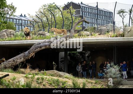 AMSTERDAM - Löwen im neuen Löwengehege im Artis Zoo. ANP SANDER KONING niederlande aus - belgien aus Stockfoto