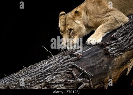 AMSTERDAM - Löwen im neuen Löwengehege im Artis Zoo. ANP SANDER KONING niederlande aus - belgien aus Stockfoto