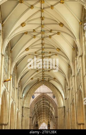 Gewölbte Decke von York Minster, York, North Yorkshire, England, Großbritannien. Stockfoto