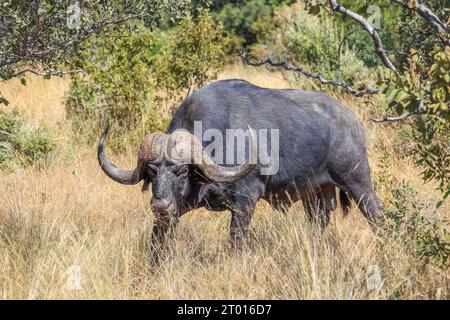 Ein beeindruckend gehörnter Stier Cape Buffalo am Ant's Nest in Waterberg, Südafrika Stockfoto