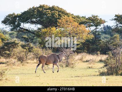 Ein feines Stier-Eland im offenen Busch des Waterberg-Gebiets in Südafrika Stockfoto