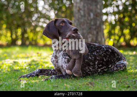 Deutscher Kurzhaarzeiger - Gundog Stockfoto