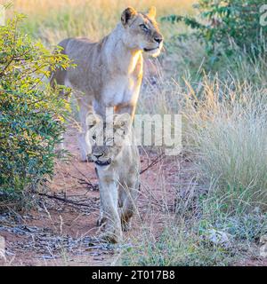 Ein weiblicher Löwe mit ihrem Jungen auf der Suche nach dem Stolz Stockfoto