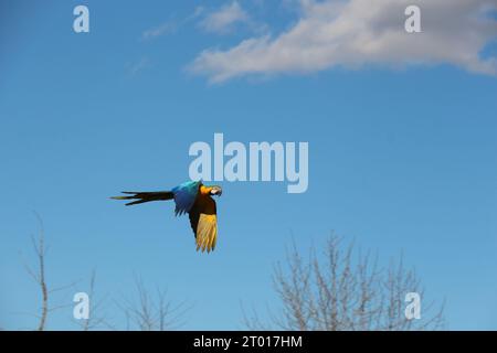 Eine fesselnde Szene entfaltet sich, während ein markanter scharlachroter Ara einen Sprung macht, um zu fliegen Stockfoto