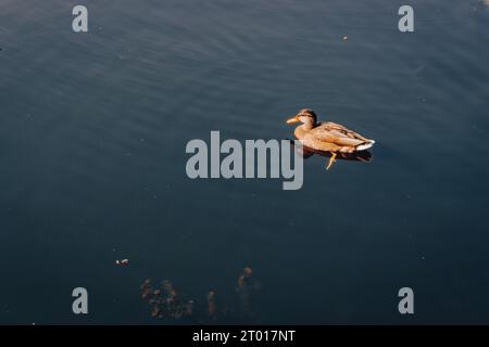 Allein Ente auf dem Fluss. Einzelner Vogel in der Nähe des Ufers. Stockenten auf dem See in der Herbstsaison. Schwimmende Wildvögel. Wilder Vogel in der Natur. Stockfoto