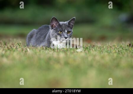 Niedliche graue Katze, die sich darauf vorbereitet, im Sommer im Gras eines Hofes zu sitzen Stockfoto