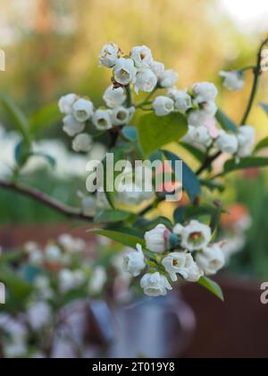 Nahaufnahme der ungewöhnlichen glockenförmigen weißen Blüten eines Blaubeerbusches im Frühjahr vor einem verschwommenen Hintergrund Stockfoto