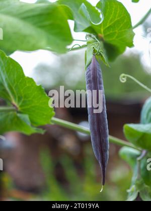 Nahaufnahme einer Schote der blauen Erbsenpflanze „Blauwschokker“ mit ungewöhnlichen dunkelvioletten/blauen Erbsenschoten, einem harten Jahresgemüse Stockfoto