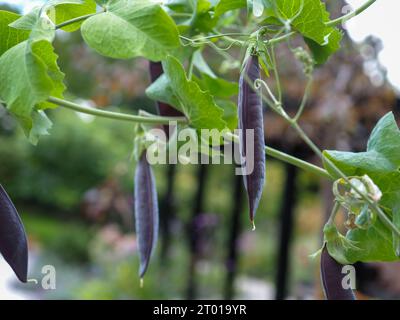 Blauerbsenpflanze Erbse „Blauwschokker“ mit ungewöhnlichen dunkelvioletten/blauen Erbsenschoten, die von der Pflanze hängen, einem harten Jahresgemüse Stockfoto