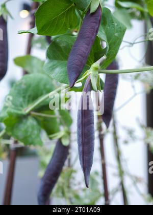 Nahaufnahme einer Schote der blauen Erbsenpflanze „Blauwschokker“ mit ungewöhnlichen dunkelvioletten/blauen Erbsenschoten, einem harten Jahresgemüse Stockfoto