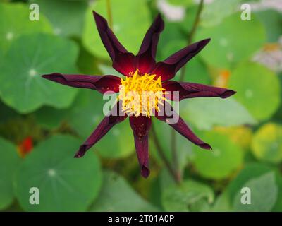 Nahaufnahme der Honka Black Dahlia „Verrone's Obsidian“ Blume in voller Blüte in einem Herbstgartenrand vor einem Hintergrund von Laub Stockfoto