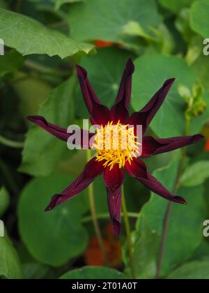 Nahaufnahme der Honka Black Dahlia „Verrone's Obsidian“ Blume in voller Blüte in einem Herbstgartenrand vor einem Hintergrund von Laub Stockfoto