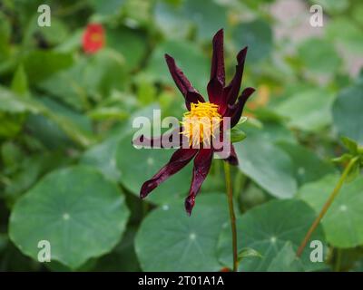 Nahaufnahme einer schwarzen Honka-Dahlienblume „Verrone's Obsidian“ mit dunklen Radblättern, die im Spätsommer/Frühherbst in Großbritannien in einem Garten wachsen Stockfoto