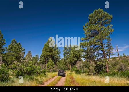 Forest Road 232 im Kaibab National Forest, zum Indian Hollow Campground und zum Thunder River Trail entlang des Nordrandes des Grand Canyon, Arizona, USA Stockfoto