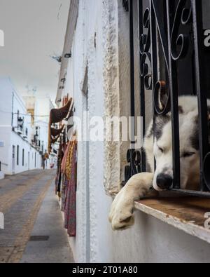 Ein Husky-Hund, der auf einem Balkon mit Blick auf eine kleine Gasse schläft Stockfoto