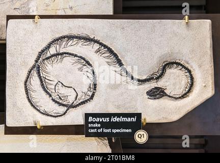Boavus idelmani, kleine ausgestorbene Schlange, Abguss verlorener Exemplare, Ausstellung im Besucherzentrum des Fossil Butte National Monument, Wyoming, USA Stockfoto