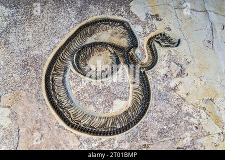 Boavus idelmani, kleine ausgestorbene Schlange, Fossil-Ausstellung im Besucherzentrum des Fossil Butte National Monument, Wyoming, USA Stockfoto
