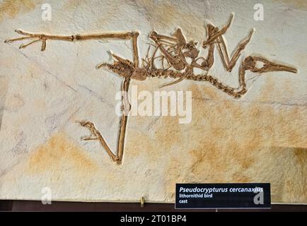 Pseudocrypturus cercanaxius, ausgestorbener Küstenvogel, Fossil-Ausstellung im Besucherzentrum des Fossil Butte National Monument, Wyoming, USA Stockfoto