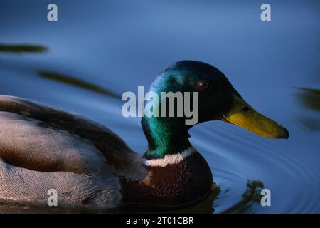 Nahaufnahme einer schwimmenden männlichen Stockenten (Anas platyrhynchos) mit schillerndem Gefieder und glattem blauem Wasser im Hintergrund Stockfoto