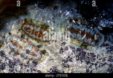 Westindische Fuzzy Chitons (Acvanthopleura grannulata) aus Puerto Rico, Karibik. Stockfoto