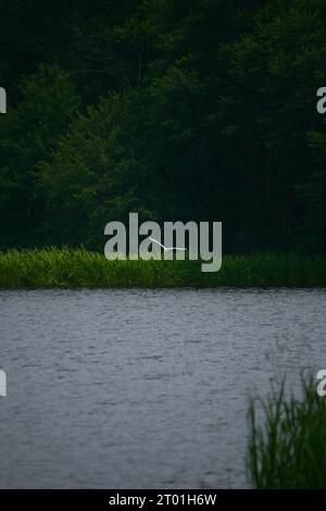 Ein großer Reiher, der über den See fliegt Stockfoto