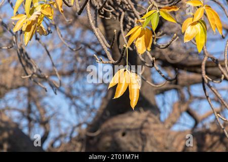 Die bunten Blätter eines Baobab-Baumes in Botswana Stockfoto