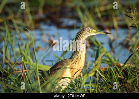 Squacco Reiher auf dem Chobe River in Botswana Stockfoto