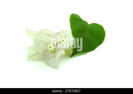 Ein rustikales und minimalistisches Bild einer kleinen weißen Bougainvillea-Blume, isoliert auf weißem Hintergrund. Dieses Asset eignet sich perfekt für die Gestaltung von Naturthemen Stockfoto