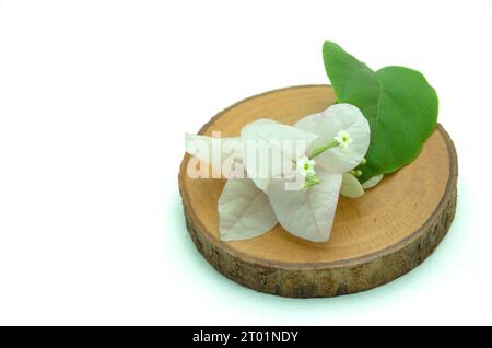 Ein rustikales und minimalistisches Bild einer kleinen weißen Bougainvillea-Blume auf einem Holzschnitt auf der rechten Seite. Dieses Asset ist perfekt für die Gestaltung der Natur Stockfoto