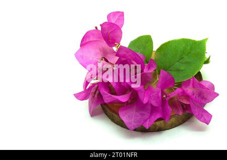 Ein rustikales und minimalistisches Bild einer kleinen rosa Bougainvillea-Blume, die auf einem Holzschnitt auf der rechten Seite liegt. Dieses Asset ist perfekt, um Natur- Stockfoto