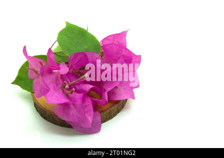 Ein rustikales und minimalistisches Bild einer kleinen rosa Bougainvillea-Blume, die auf einem Holzschnitt auf der linken Seite liegt. Dieses Asset eignet sich perfekt für die Gestaltung von Nature-t Stockfoto