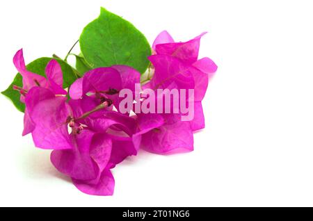 Ein rustikales und minimalistisches Bild einer kleinen rosa Bougainvillea Blume isoliert auf weißem Hintergrund. Dieses Asset eignet sich perfekt für die Gestaltung von Desi mit Naturthemen Stockfoto