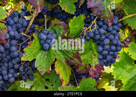 Blaue Trauben hängen reif an einer Weinpflanze mit herbstfarbenen Blättern als Nahaufnahme Stockfoto