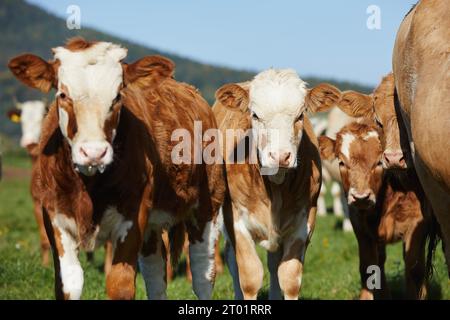 Kalb mit Kuh auf Weide. Vorderansicht der Herde, süße Kälber, die auf grüner Wiese spazieren. Stockfoto