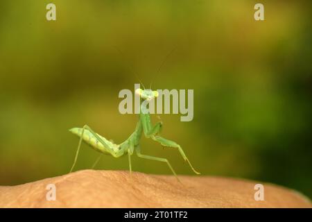 Nahaufnahme einer Mantis, die sich auf der menschlichen Hand vor Bokeh-Hintergrund posiert. Stockfoto