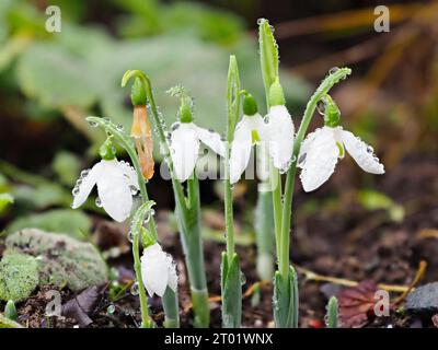 Tau-beladene Blüten des herbstblühenden Schneeglöckchens, Galanthus elwesii var monostictus hiemalis Gruppe Stockfoto