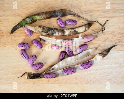 Getrocknete Samenkapseln und Samen von Sommergemüse, Phaseolus coccinea 'Enorma', Läufer oder Stangenbohnen Stockfoto