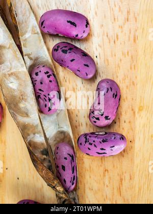 Getrocknete Samenkapseln und Samen von Sommergemüse, Phaseolus coccinea 'Enorma', Läufer oder Stangenbohnen Stockfoto