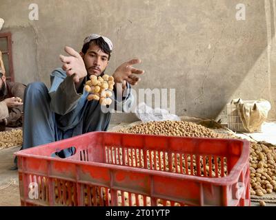 Kandahar, Afghanistan. Oktober 2023. Ein Arbeiter sortiert getrocknete Aprikosen in einer Fabrik in der Provinz Kandahar, Afghanistan, 3. Oktober 2023. Quelle: Arghand/Xinhua/Alamy Live News Stockfoto