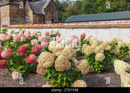 Reihe von Panicle hydrangeas (Hydrangea paniculata), die in einem ländlichen Garten wachsen. Stockfoto