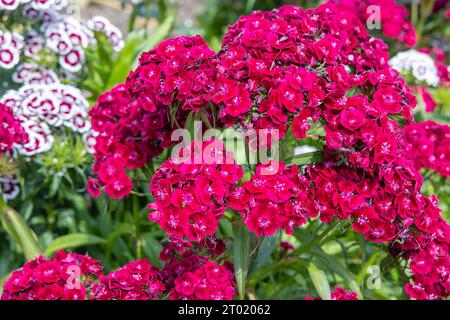 Rote Blüten von Dianthus barbatus, dem süßen Wilhelm, einer blühenden Pflanzenart der Familie Caryophyllaceae. Stockfoto