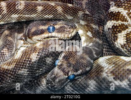 Das Paar der Grobschuhpython (Morelia carinata) Stockfoto