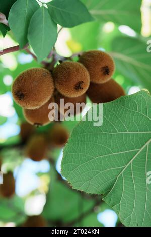 Erntezeit für Kiwis Stockfoto